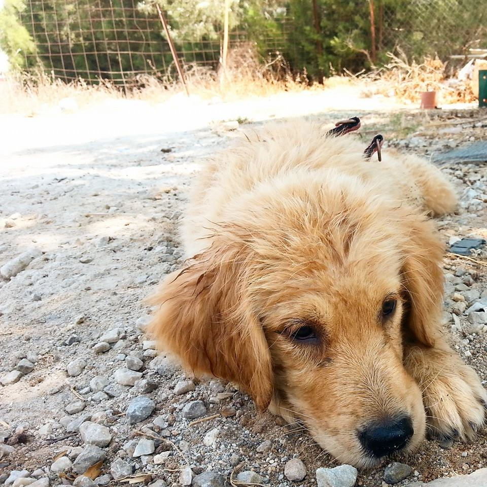 Hangi Hayvana Benziyorsunuz
