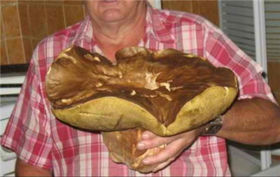 Un cèpe