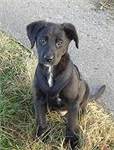 I Love My Dog