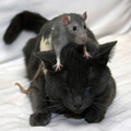 Freaky Animals