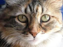 Kedi 