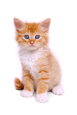 Kitten!