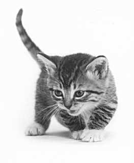Kitten