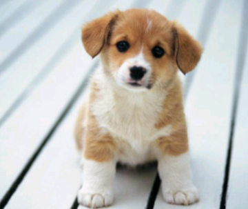 Afla Ce Animal Te Reprezinta
