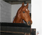 Calico Horses