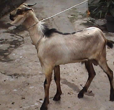 Kambing