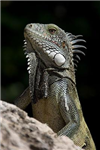 Iguana