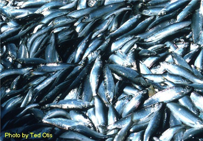 hurullo - 500g