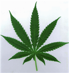 Budz For Buddies