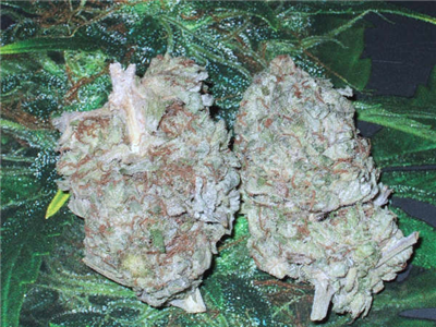O.G. Kush