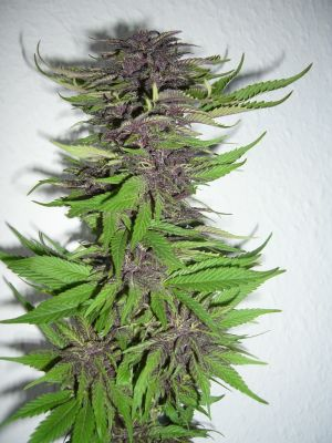 Durban Poison