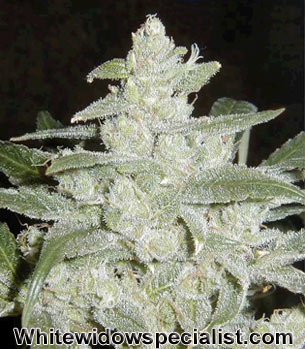 White Widow
