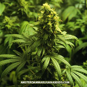 Californian Skunk 