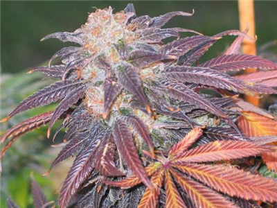 Purple Power