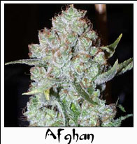 Afghan