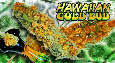 Hawiian Gold