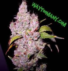 Blueberry Yum yum