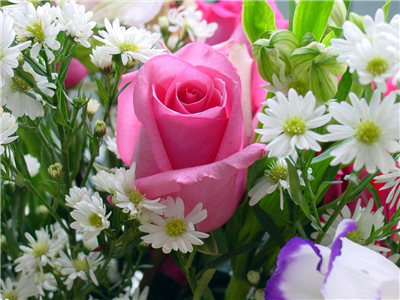 Pembe Gül