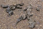 Coyote Crap
