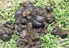 Horse Crap
