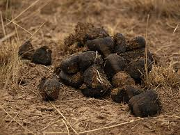 Zebra Crap