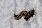 Dog Crap 2
