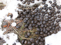 Elk Crap