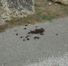 Donkey Crap