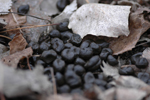 Deer Crap 2