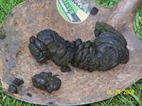 Bear Crap 2