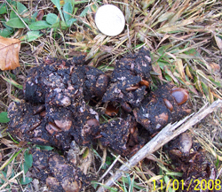 Racoon Crap