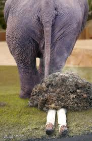 Elephant Crap