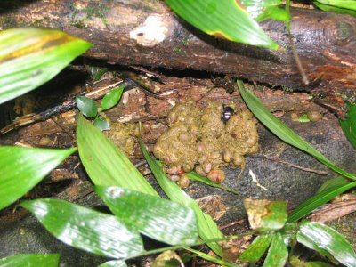 Chimpanzee Crap