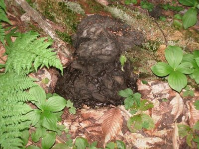Moose Crap