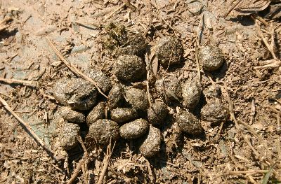 Deer Crap