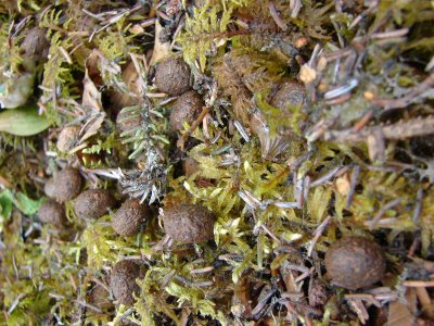 Rabbit Crap