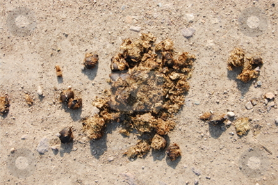 Horse Crap 2