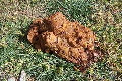 Bear Crap