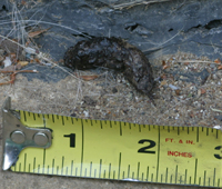 Frog Crap