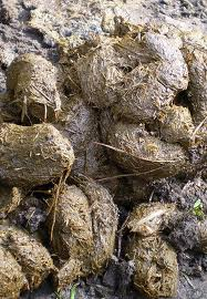 Hippo Crap