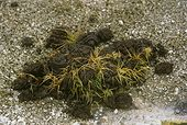Bison Crap