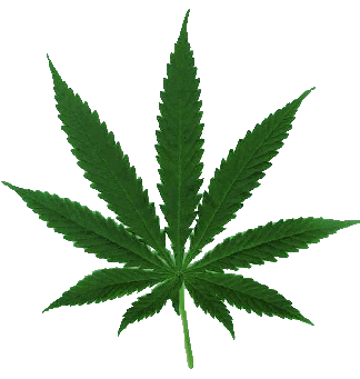 Weed