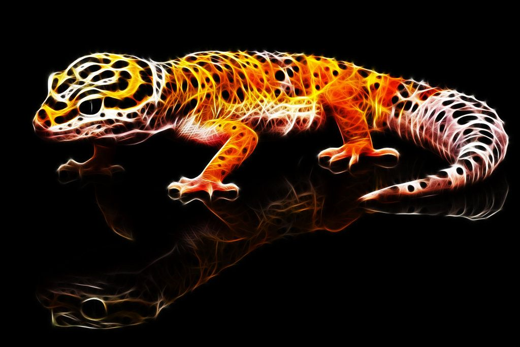 Gecko Testi