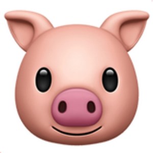 🐷