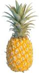 Fruit Of The Day