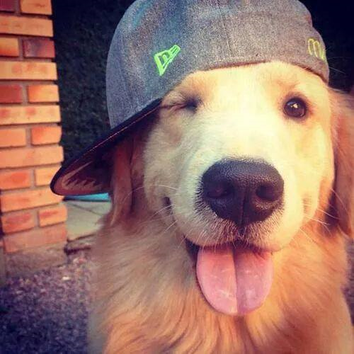 Hangi Köpek Senlik