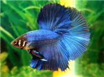 Betta Gift