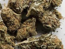 ganja