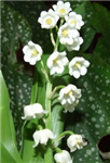 Offrir Un Brin De Muguet