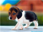 Puppy Gifts